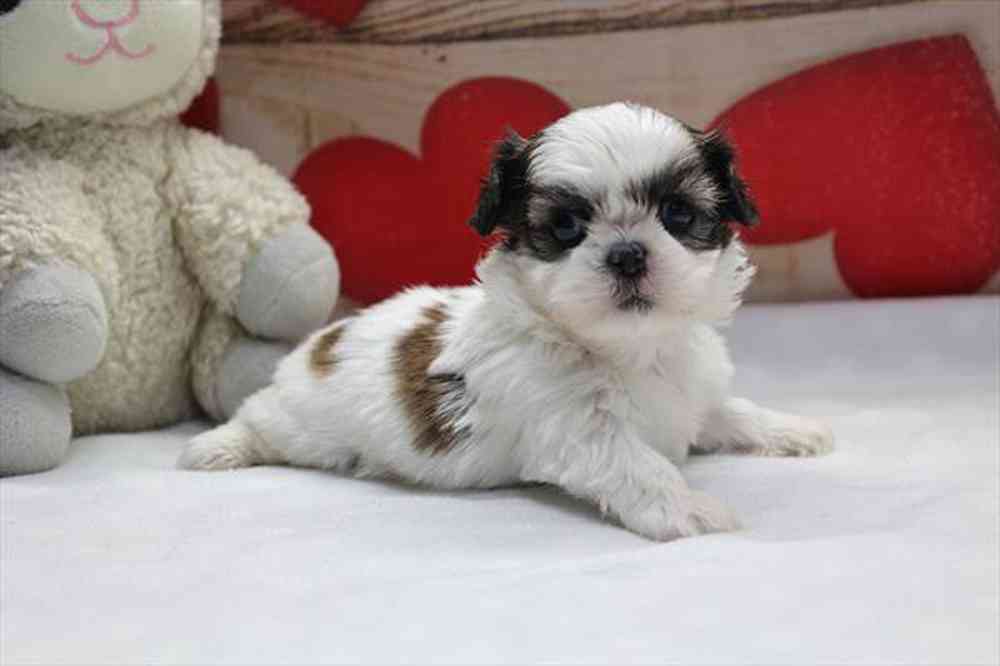 carousel pet images