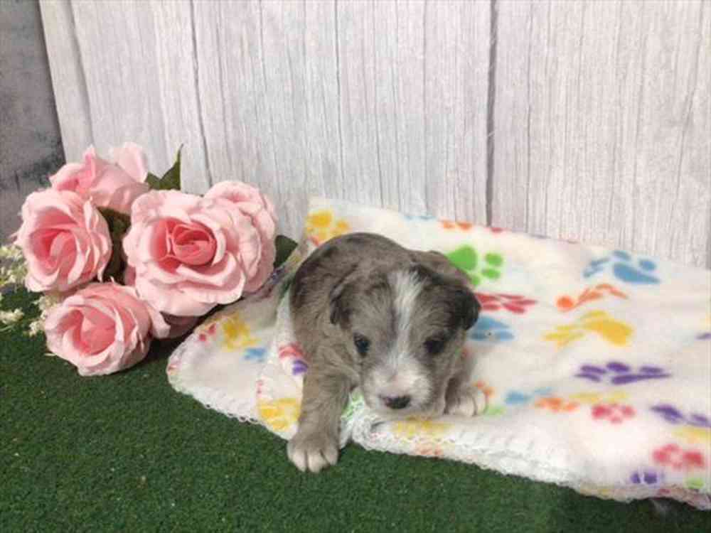 carousel pet images