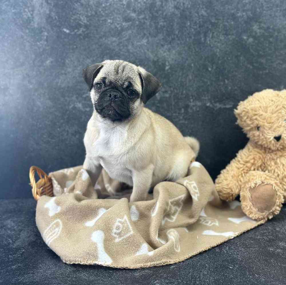carousel pet images