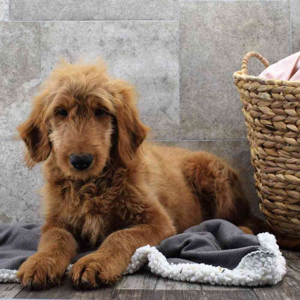 carousel pet images