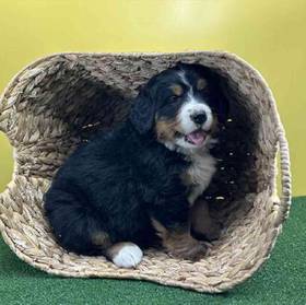 Bernese Mountain Dog