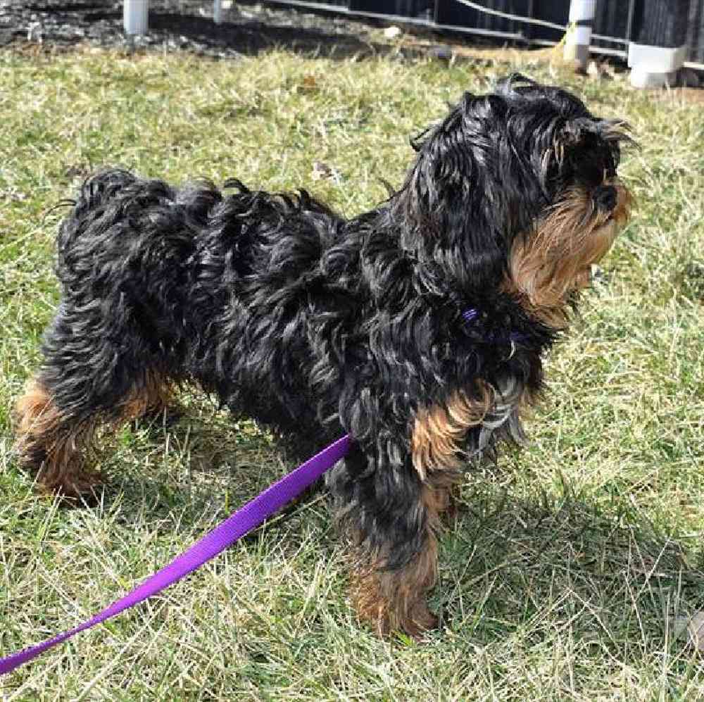 Female Malshi Puppy for Sale in Millersburg, IN