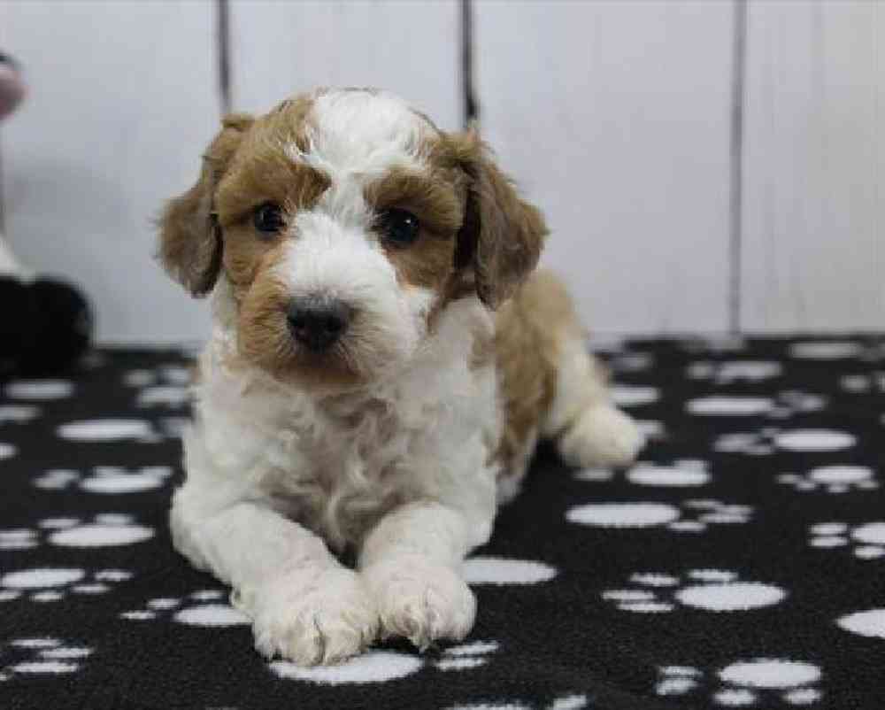 carousel pet images