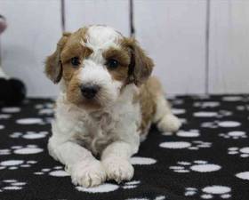 Mini Poodle