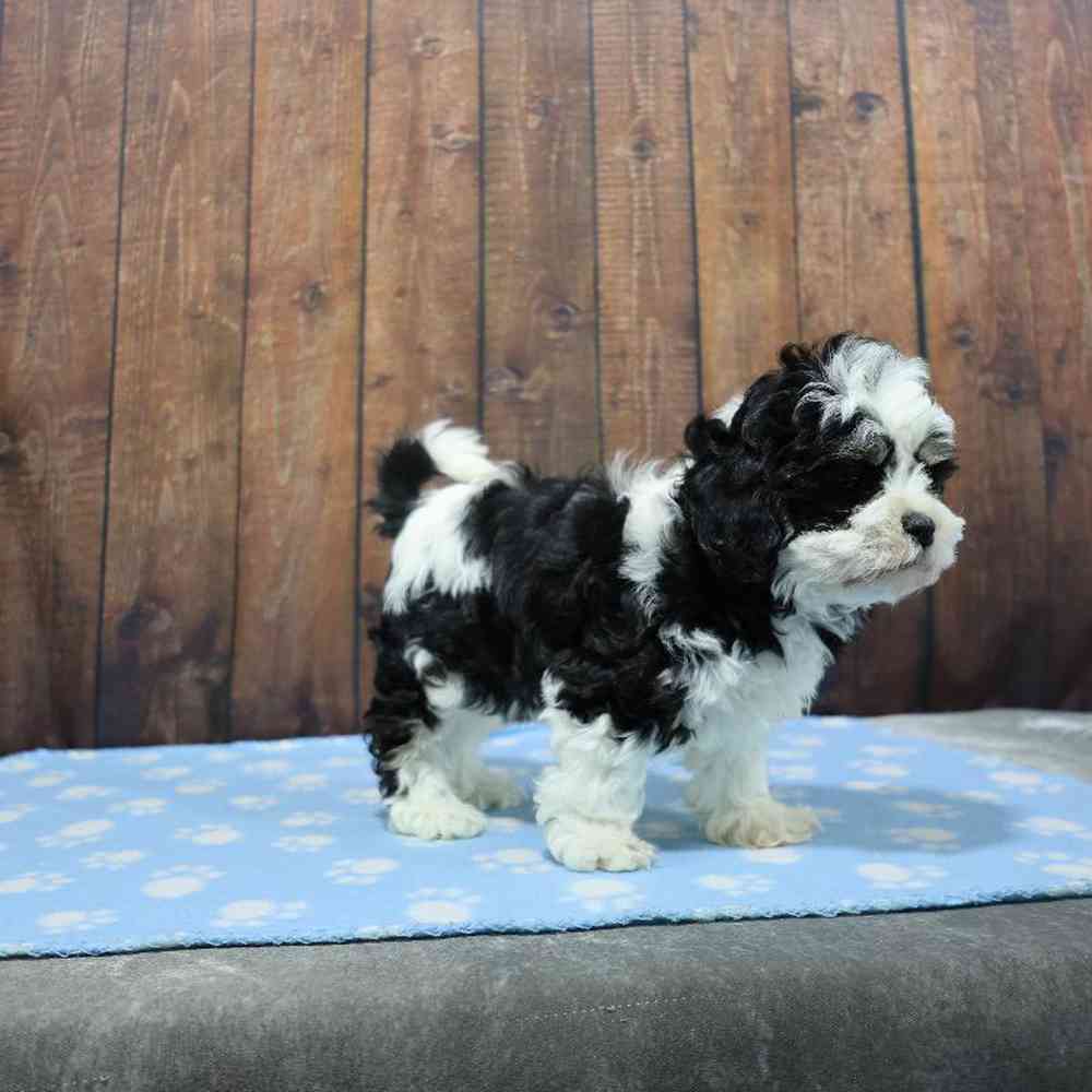 Male Shih Tzu Puppy for Sale in Millersburg, IN