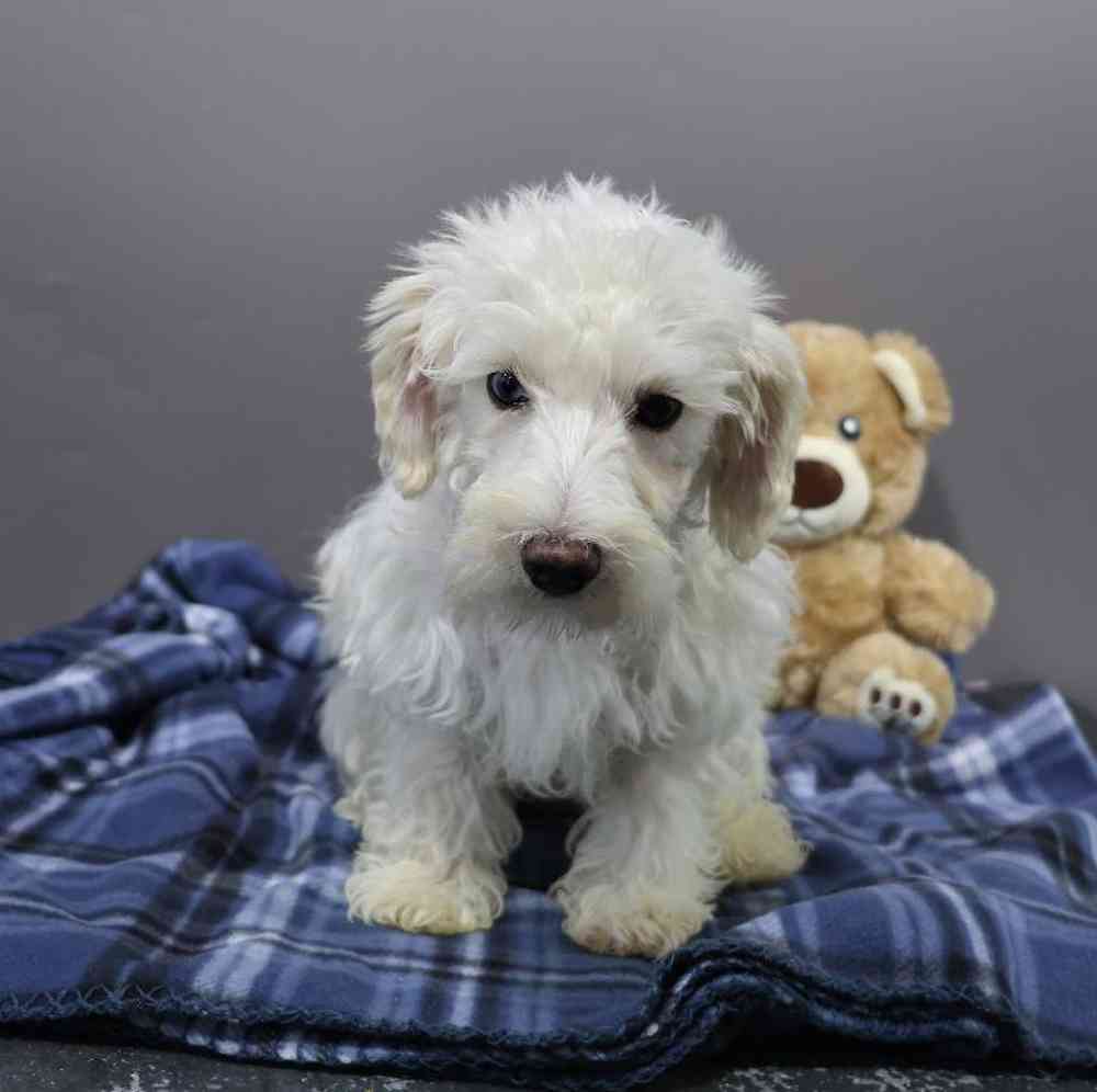 Male Schnoodle Puppy for Sale in Millersburg, IN
