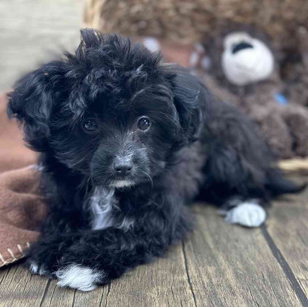 Male Papillon-Toy Poodle Puppy for Sale in Millersburg, IN