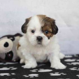 Shih Tzu