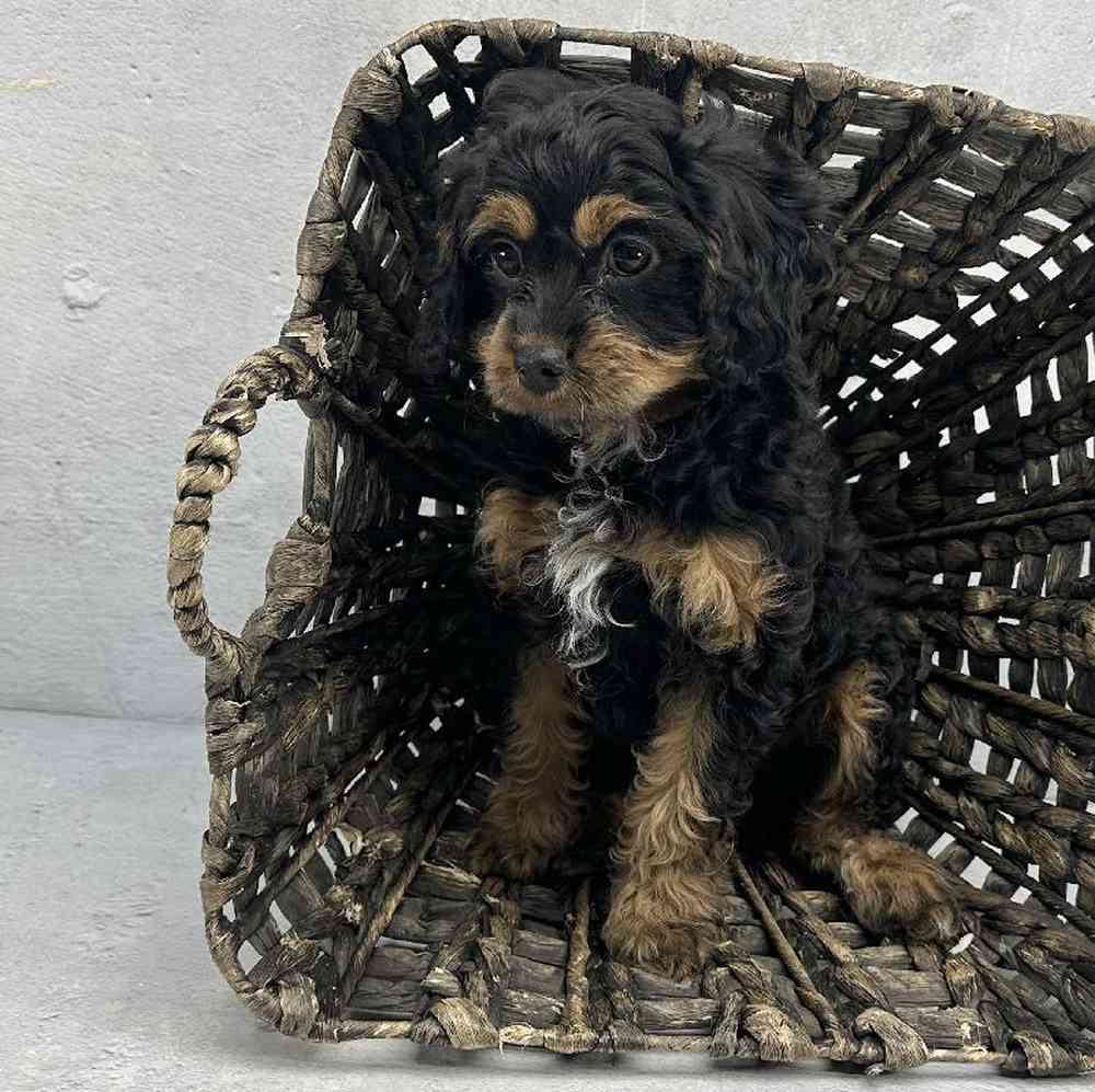 carousel pet images