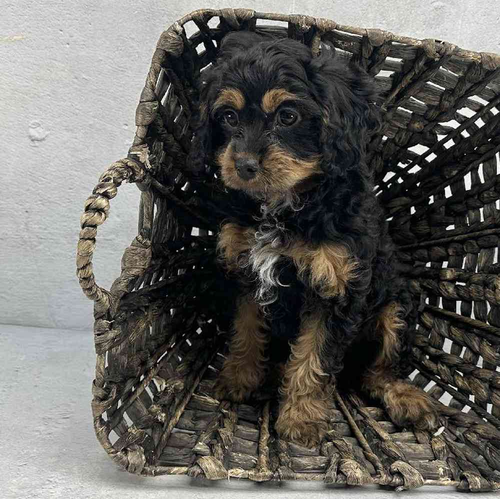 Female Cavapoo Puppy for Sale in Millersburg, IN