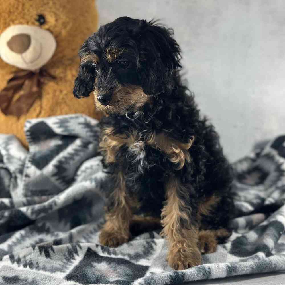 Female Cavapoo Puppy for Sale in Millersburg, IN