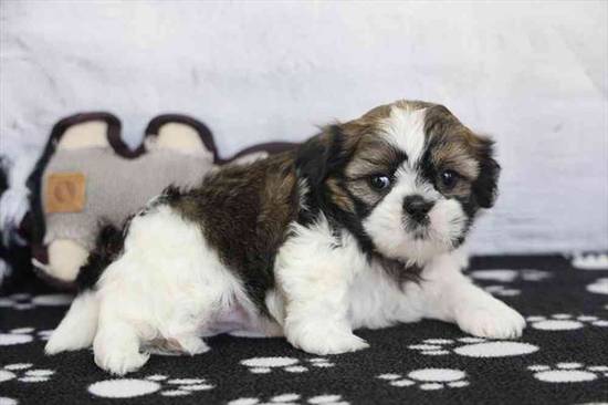Bailey