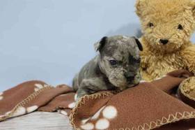 3/4 Frenchie 1/4 Bull Mastiff
