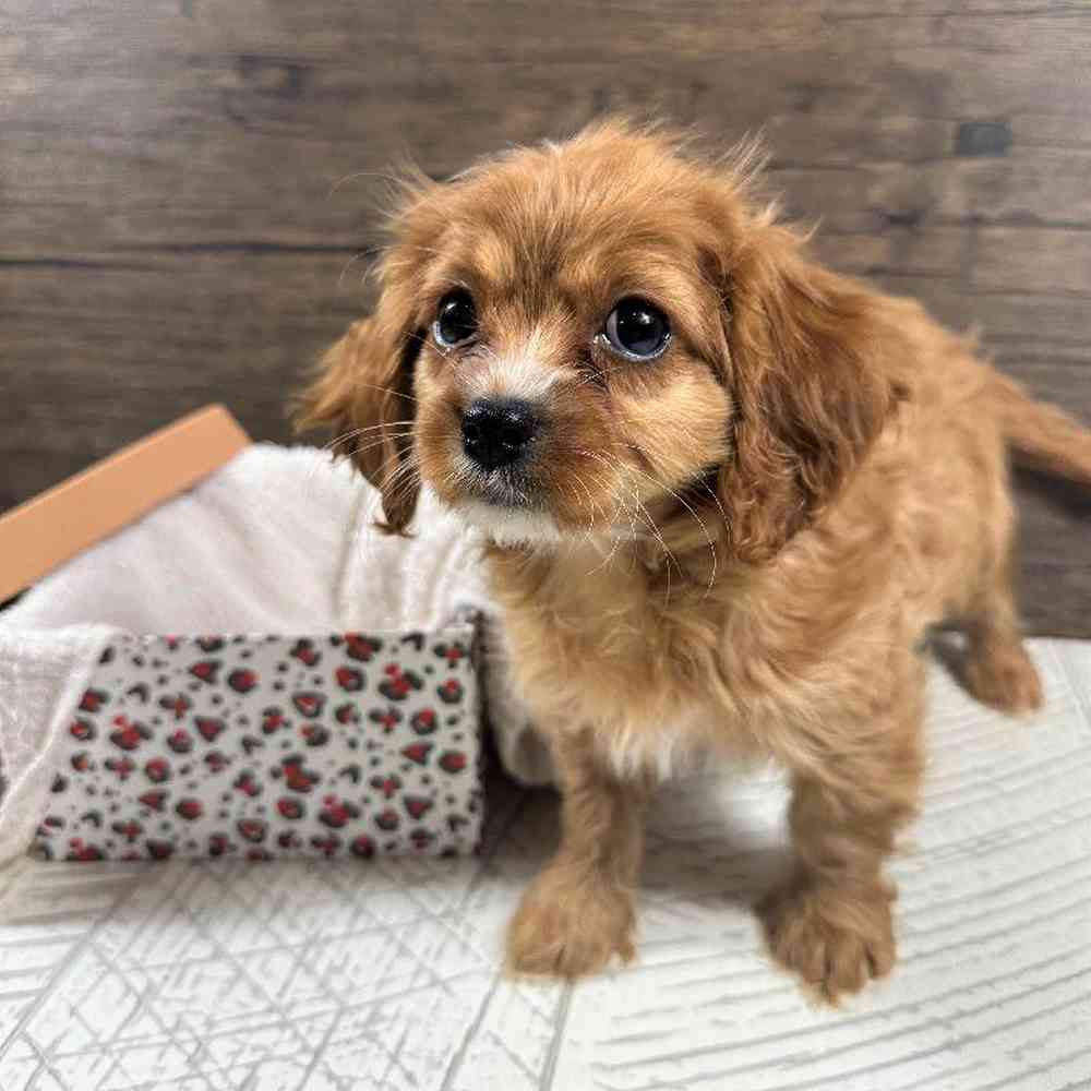 carousel pet images