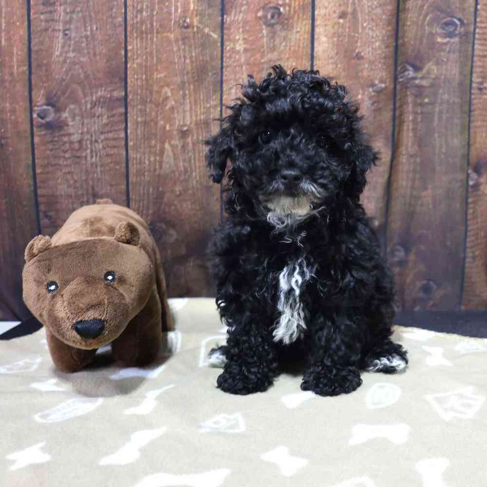 Male Mini Poodle Puppy for Sale in Millersburg, IN