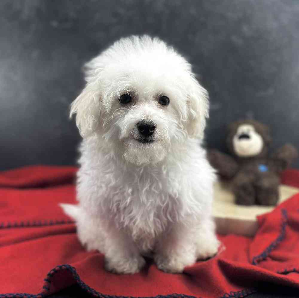 Male Bichon Puppy for Sale in Millersburg, IN