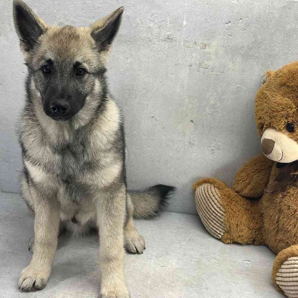 Male Norwegian Elkhound Puppy for Sale in Millersburg, IN