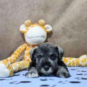 Mini Schnauzer