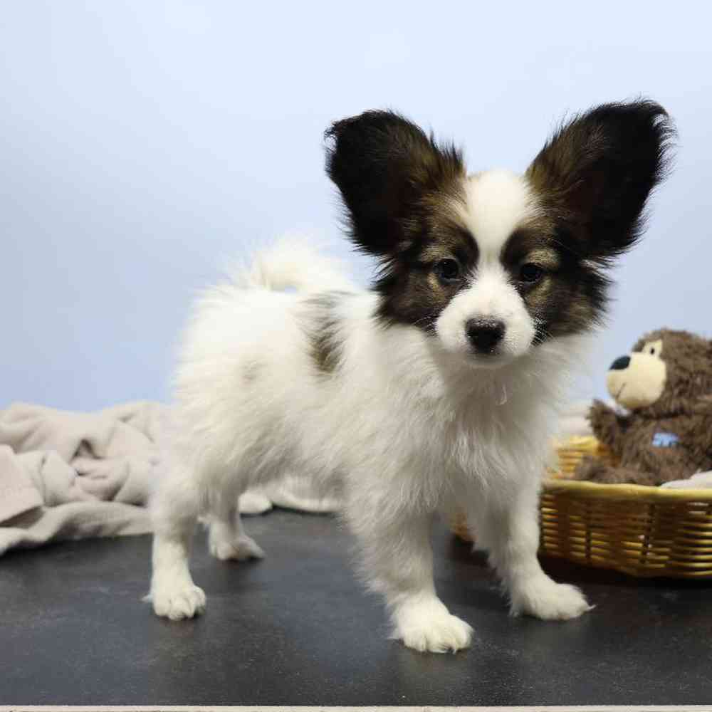 carousel pet images
