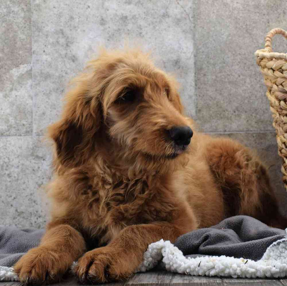 carousel pet images
