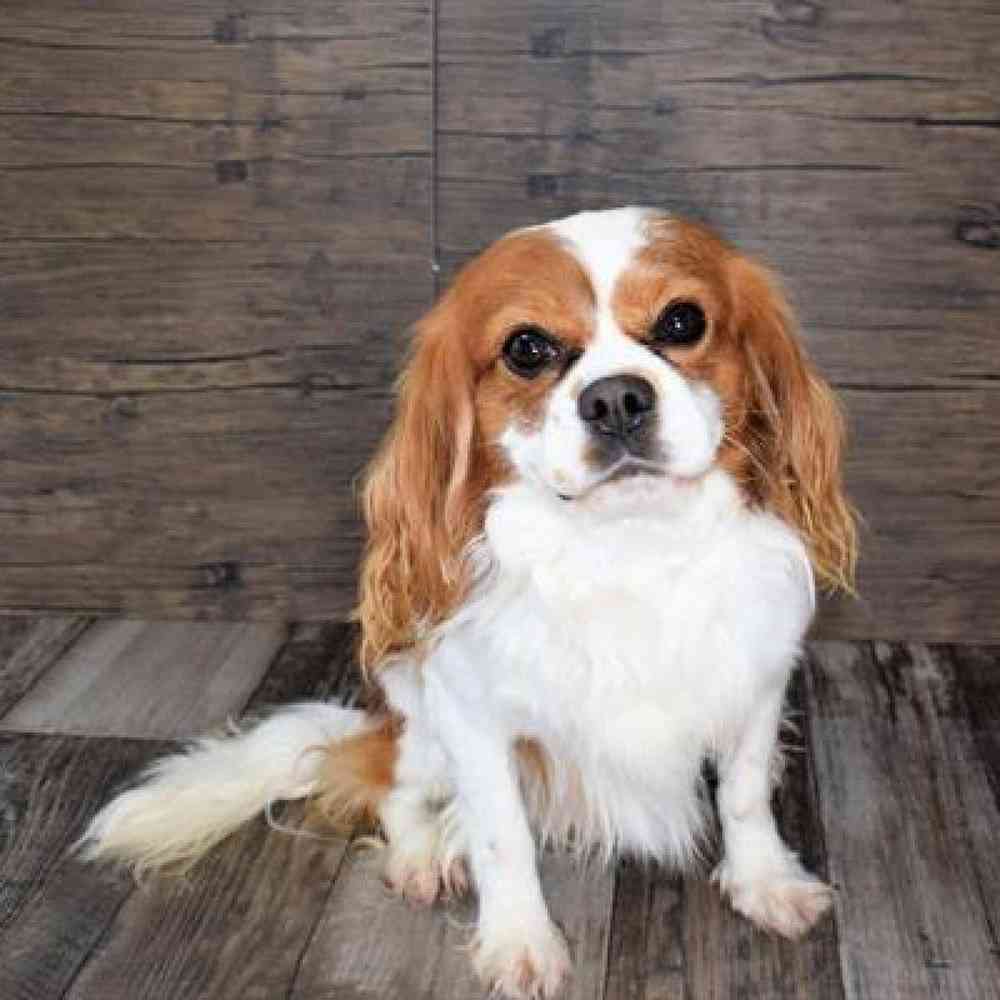 carousel pet images