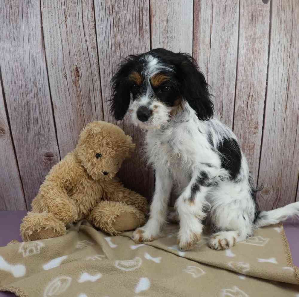 carousel pet images