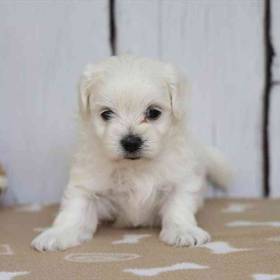 Maltese