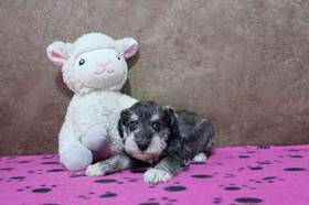 Mini Schnauzer