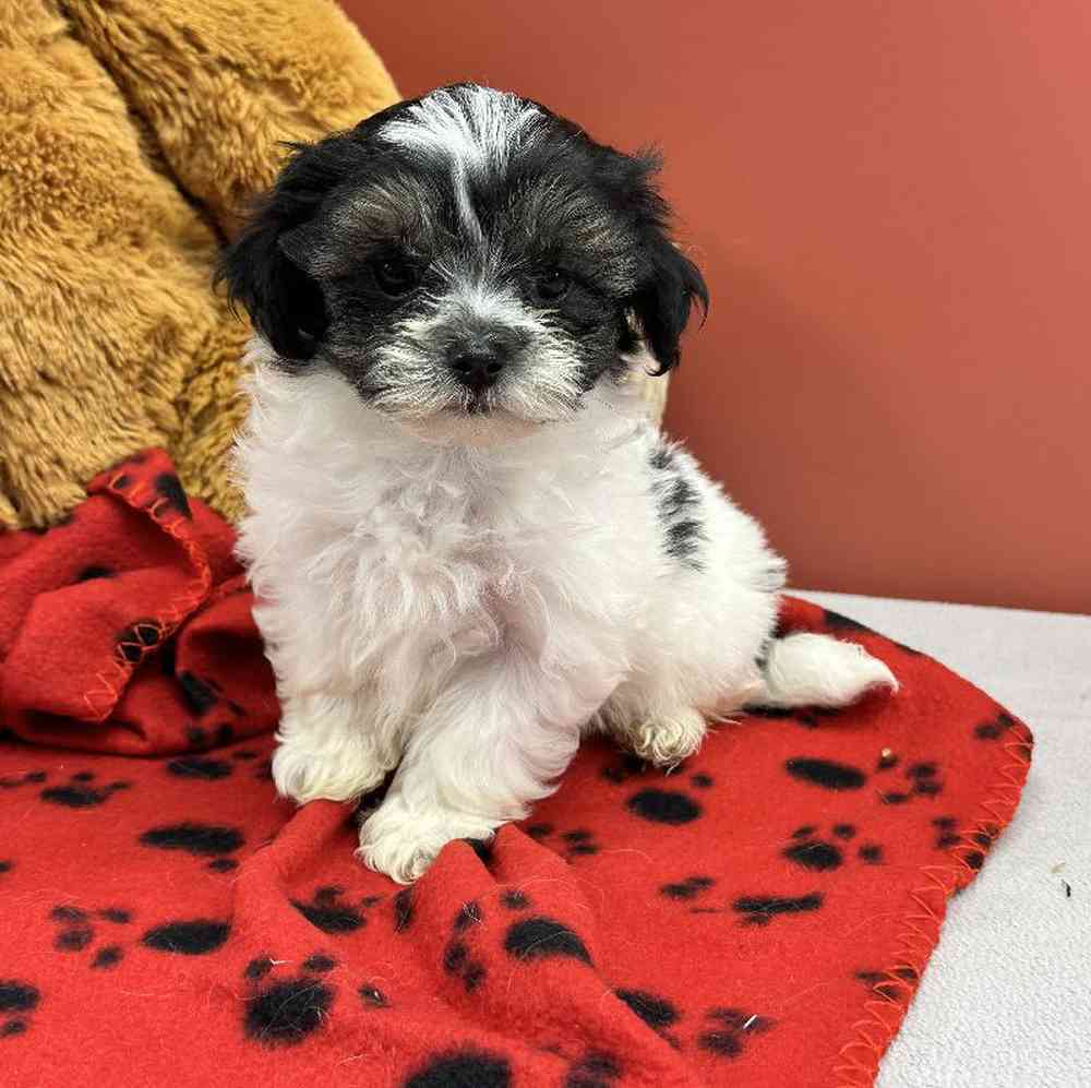 Male Malshi Puppy for Sale in Millersburg, IN