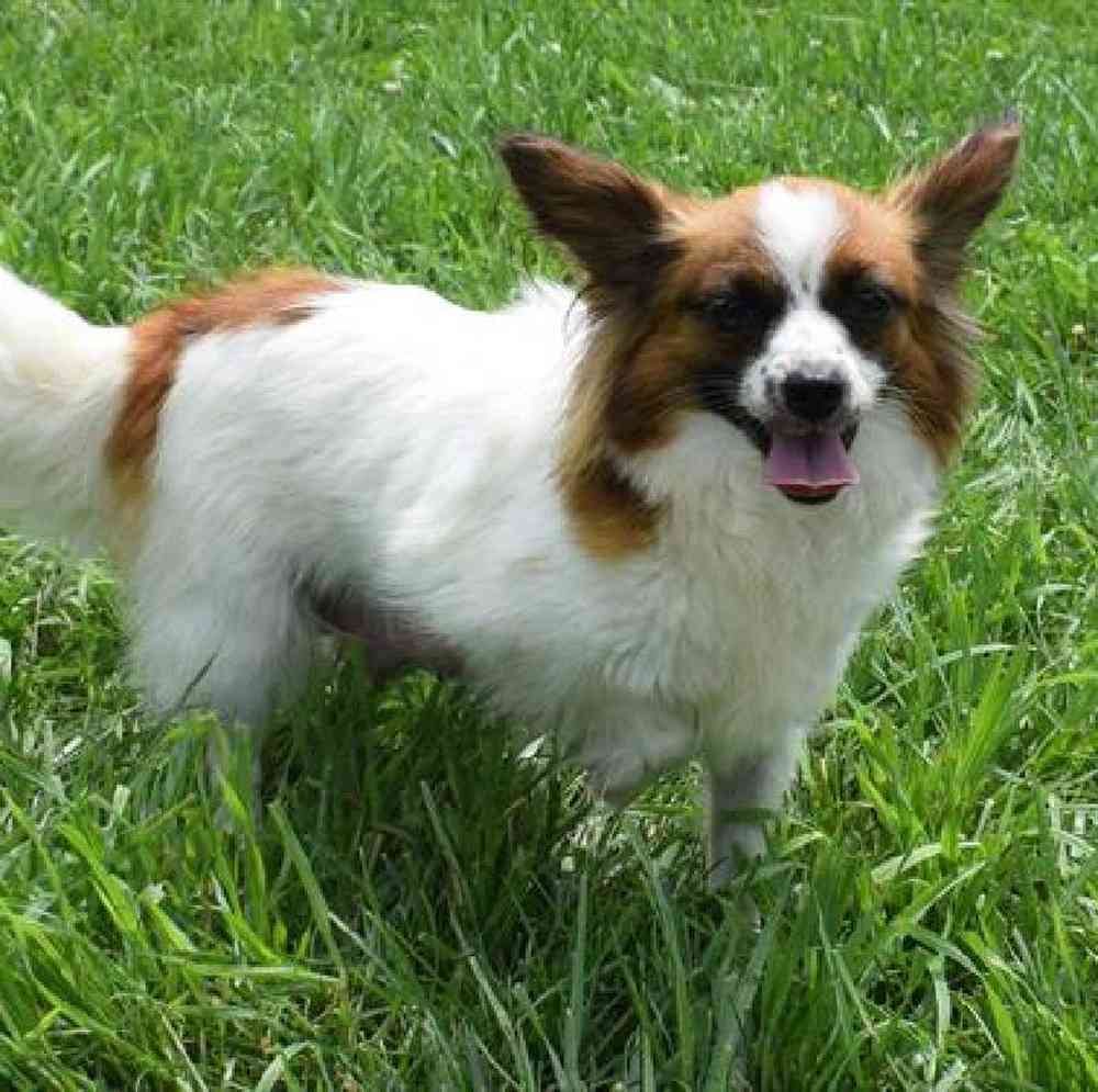 carousel pet images