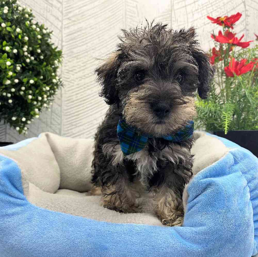 carousel pet images