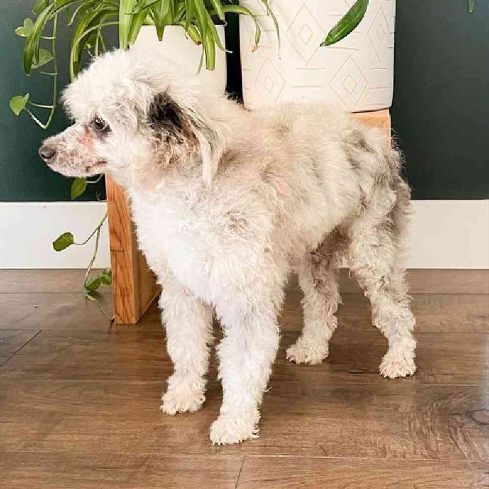 Male Mini Poodle Puppy for Sale in Millersburg, IN