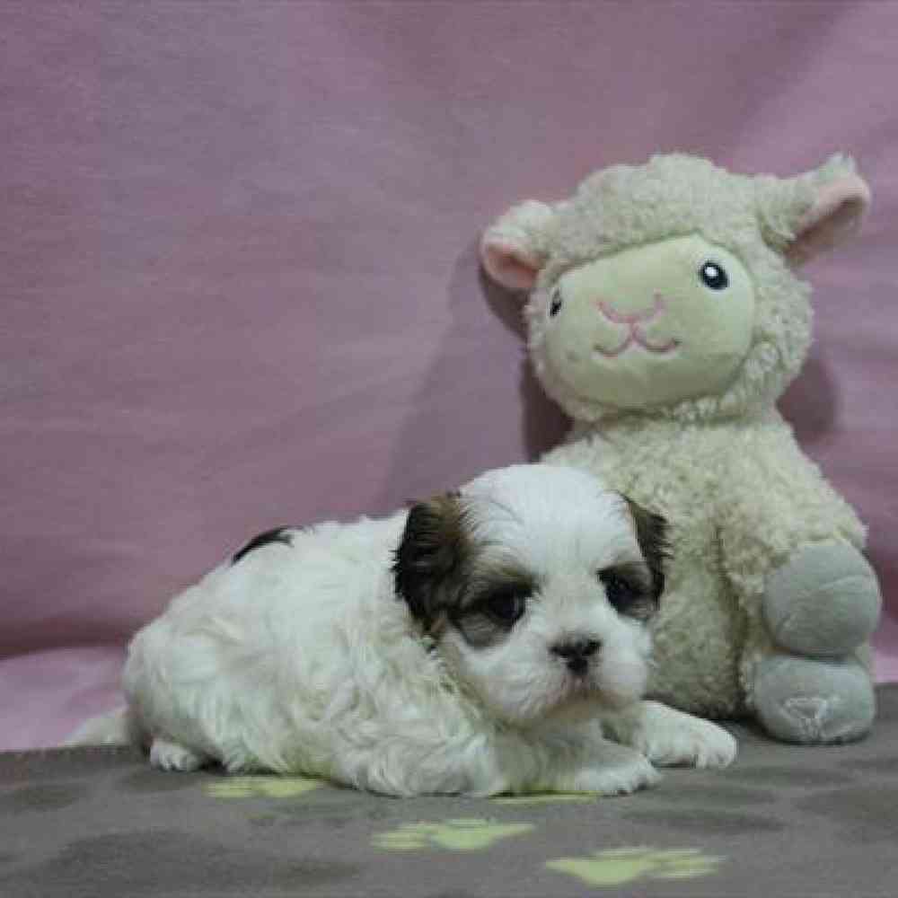 carousel pet images