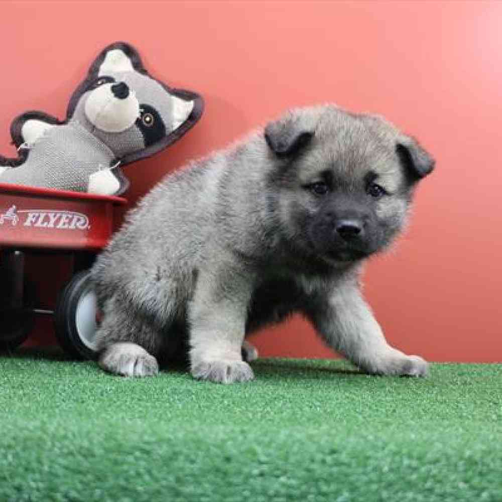 carousel pet images