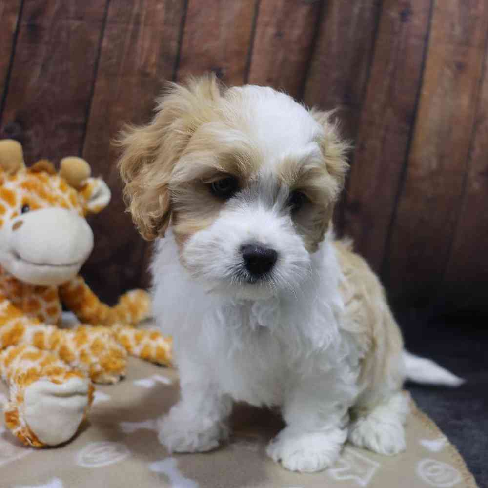 Male Cavachon Puppy for Sale in Millersburg, IN