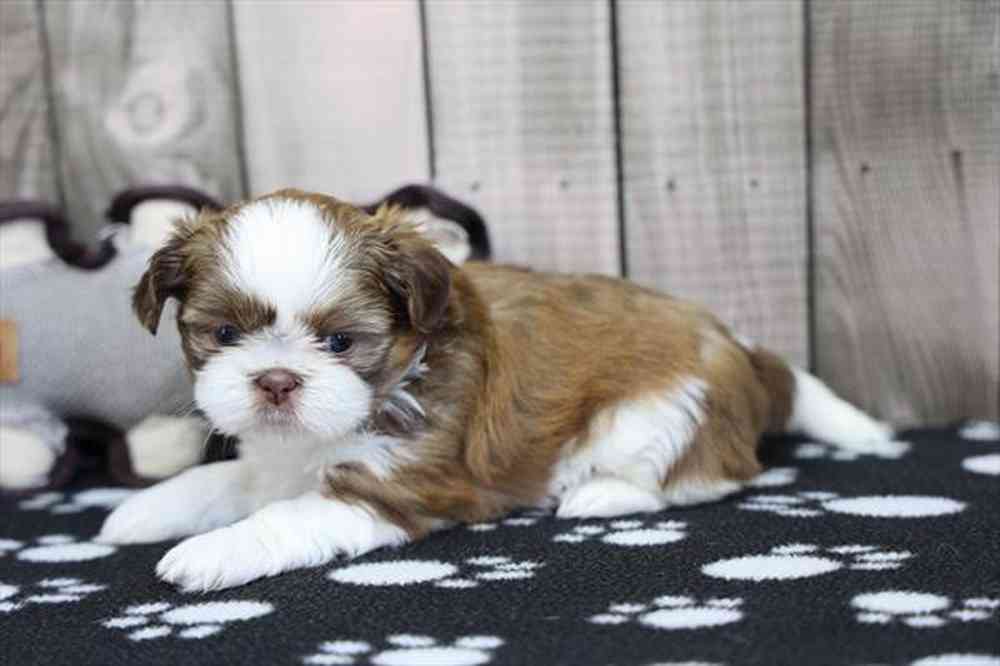 carousel pet images