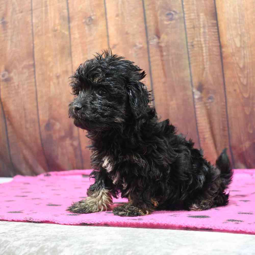 Female Havanese Puppy for Sale in Millersburg, IN