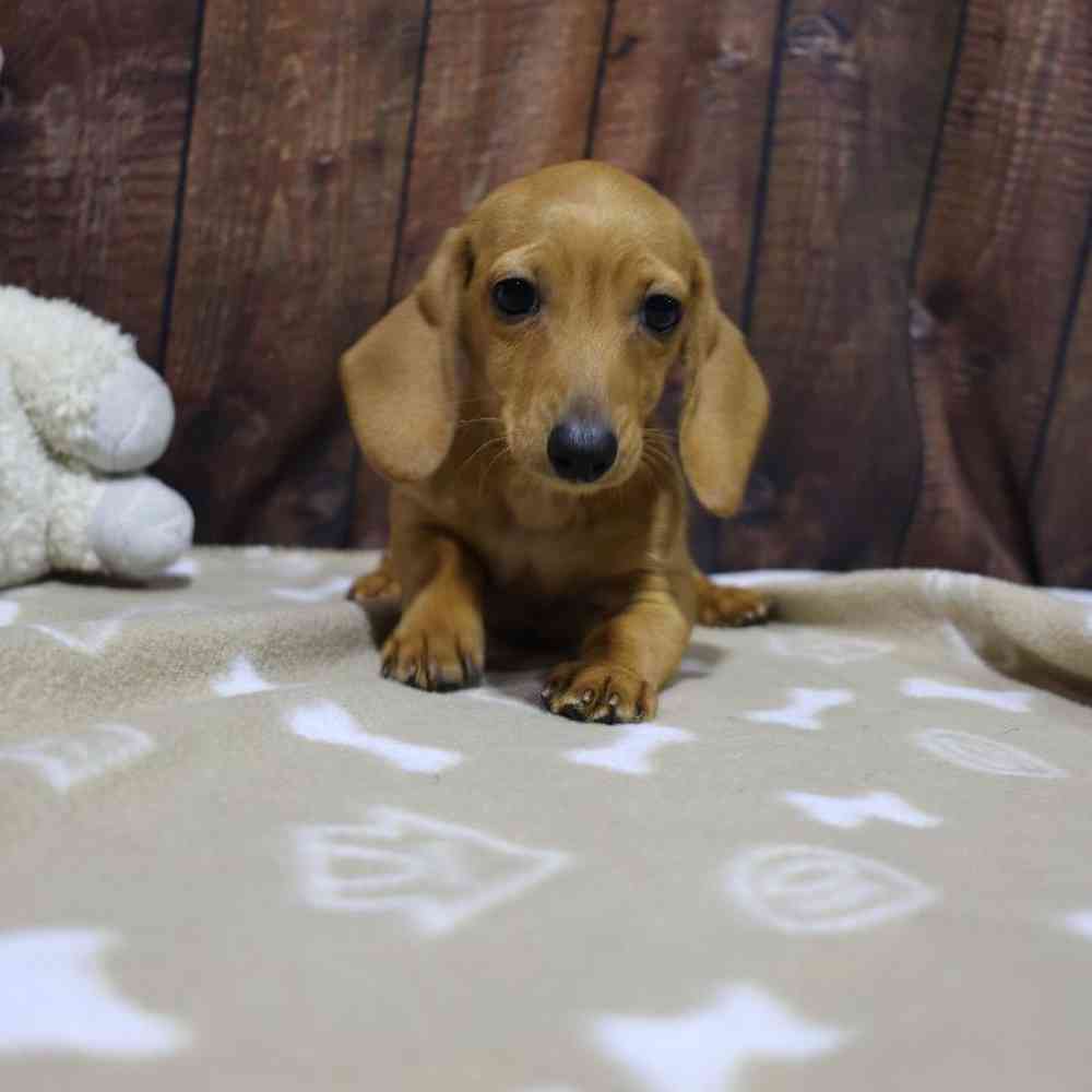 Female Dachshund Puppy for Sale in Millersburg, IN