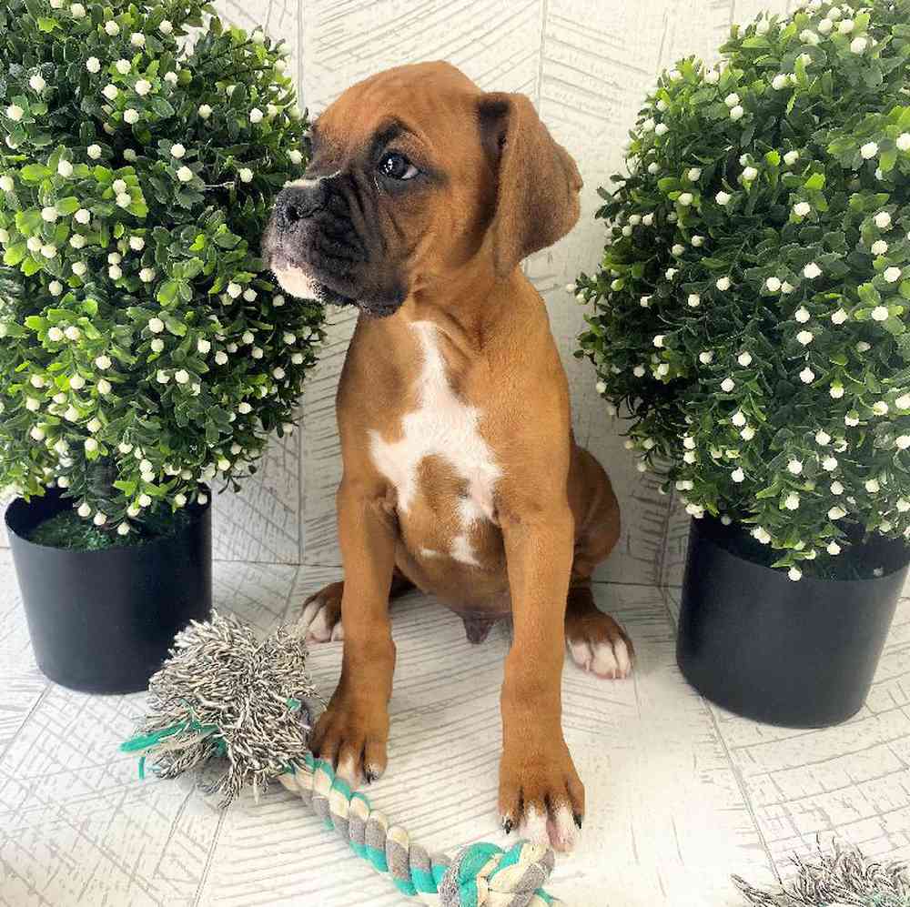 carousel pet images