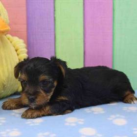 Yorkie