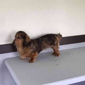Dachshund