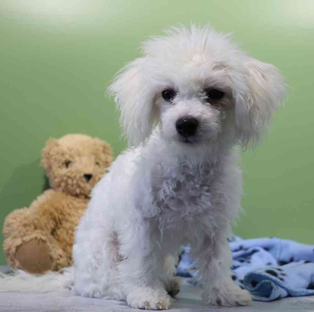 Male Bichon Puppy for Sale in Millersburg, IN