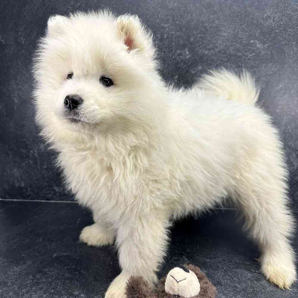 Male Samoyed Puppy for Sale in Millersburg, IN