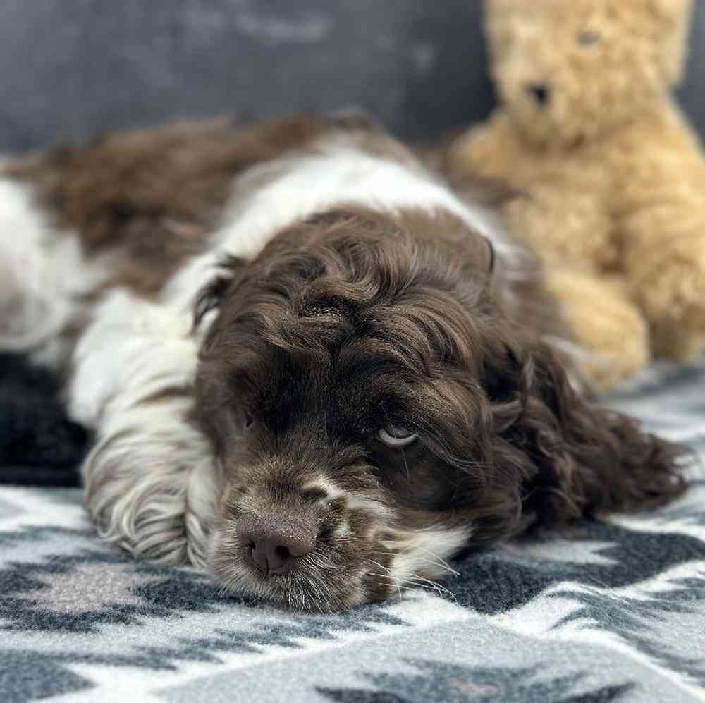 Female Cocker Spaniel Puppy for Sale in Millersburg, IN