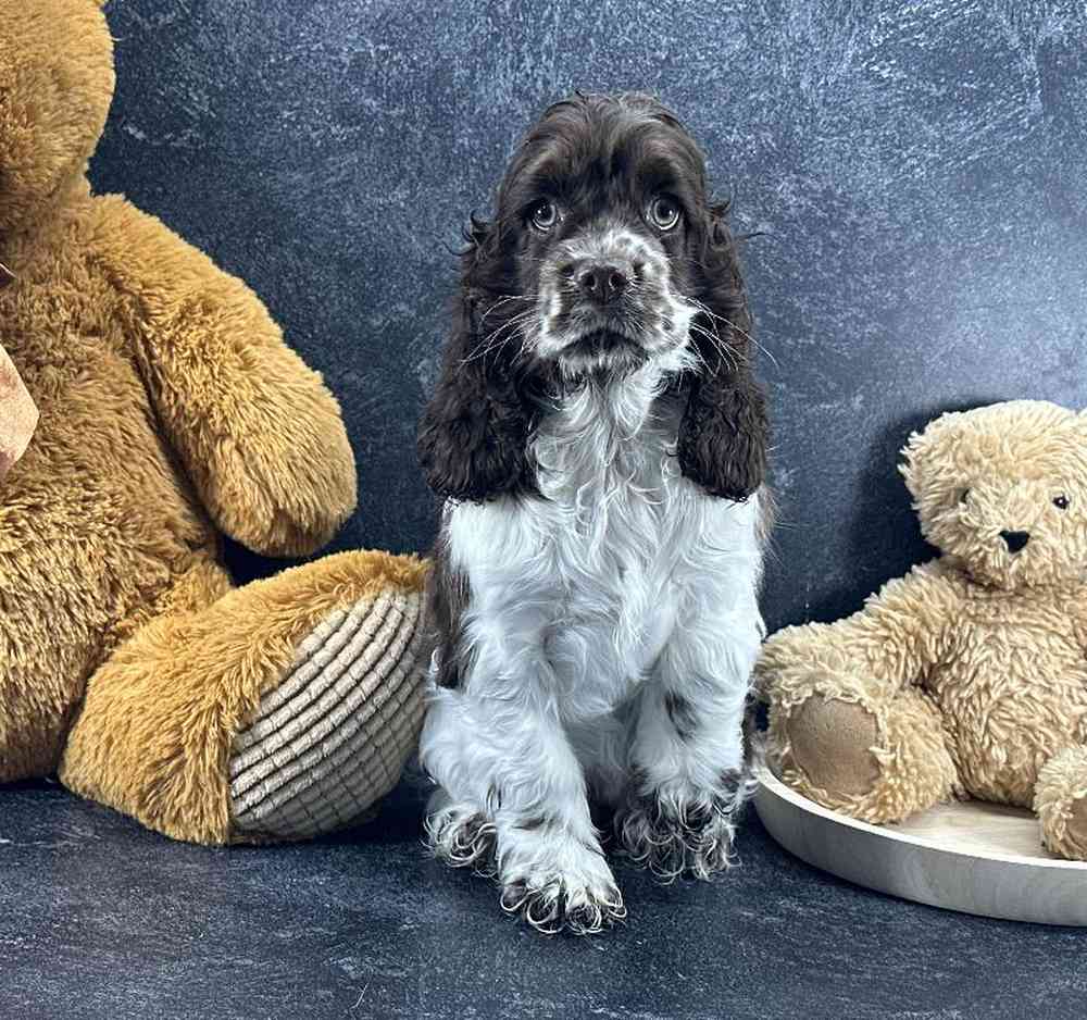 Female Cocker Spaniel Puppy for Sale in Millersburg, IN