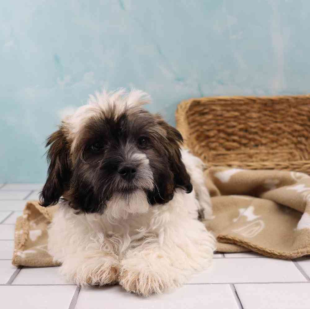 carousel pet images