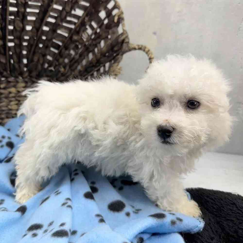 Male Bichon Puppy for Sale in Millersburg, IN