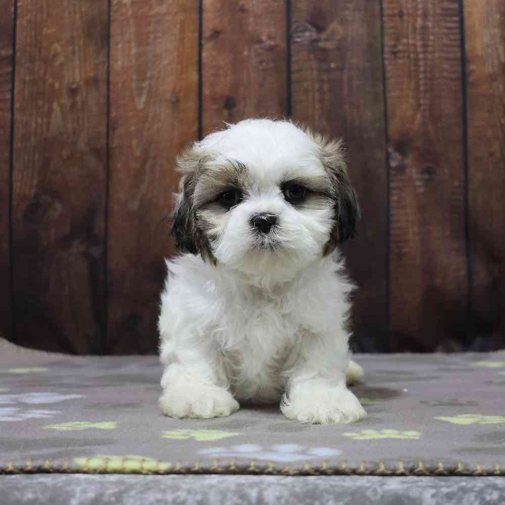 Male Shih Tzu Puppy for Sale in Millersburg, IN