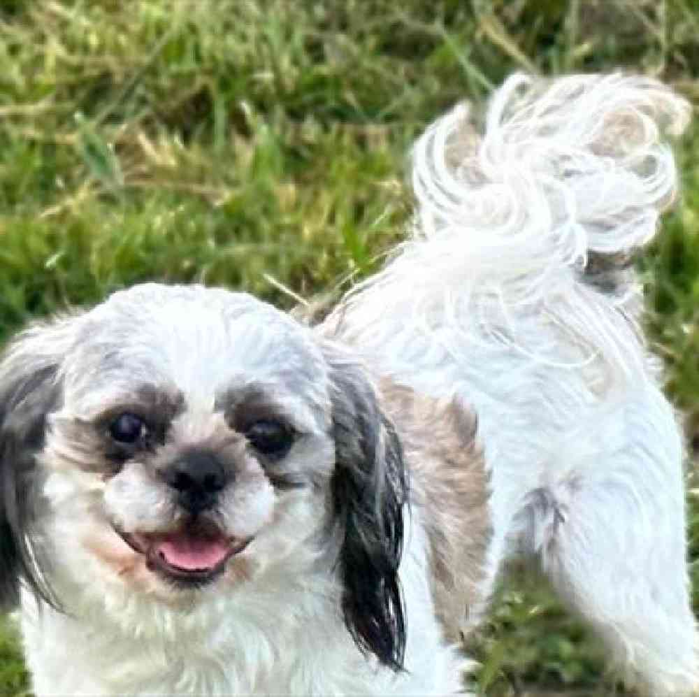 carousel pet images