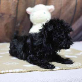 Havanese